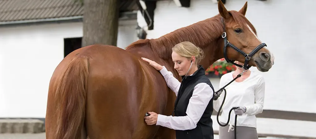 Veterinarian tending to a horse